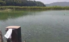  水產養殖水質檢測標準，這五個方面讓水質恢復清新