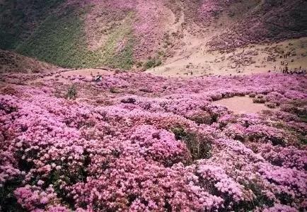 馬鹿塘杜鵑花海 馬鹿塘杜鵑花海