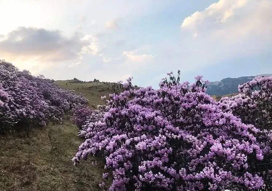馬鹿塘杜鵑花海 馬鹿塘杜鵑花海