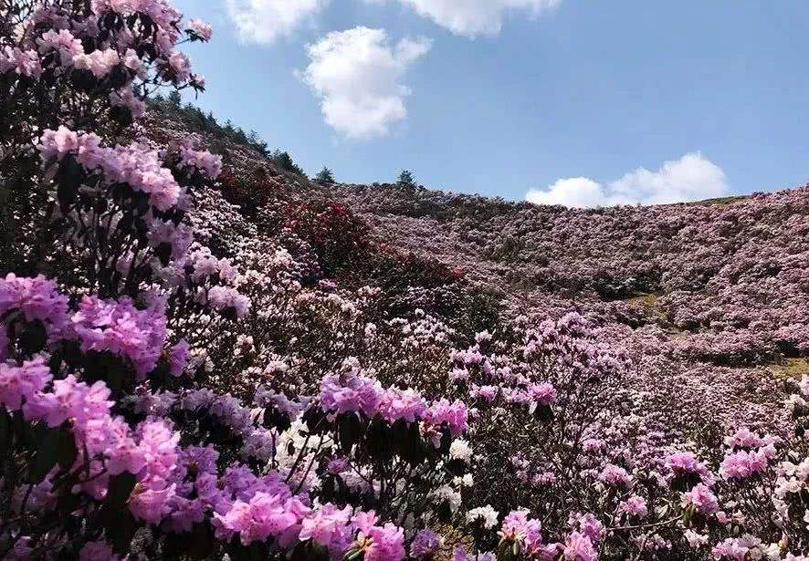 馬鹿塘杜鵑花海 馬鹿塘杜鵑花海
