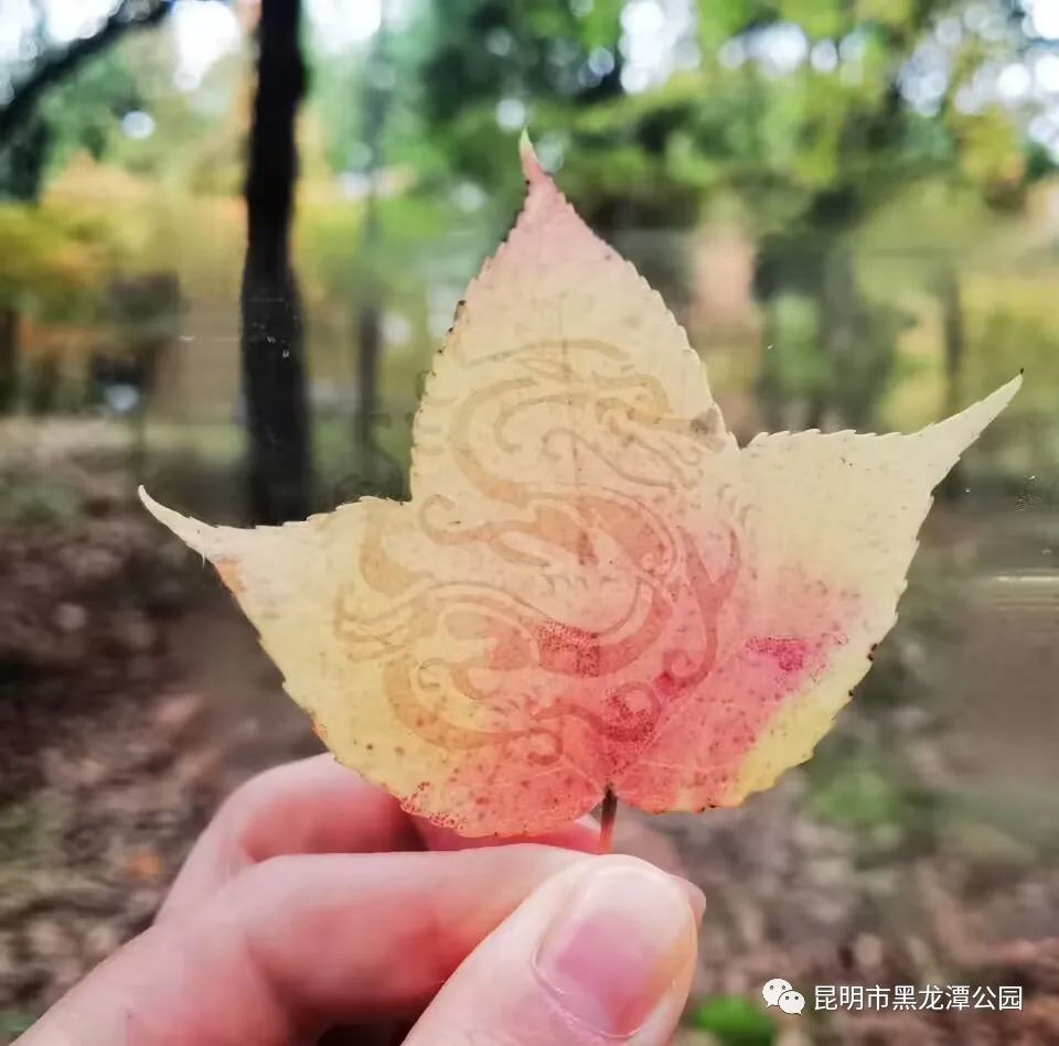 尋秋 尋秋